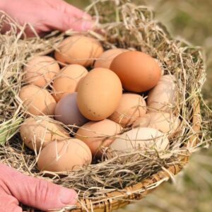 Huevos de Campo Orgánicos - Gallinas Libres x 30